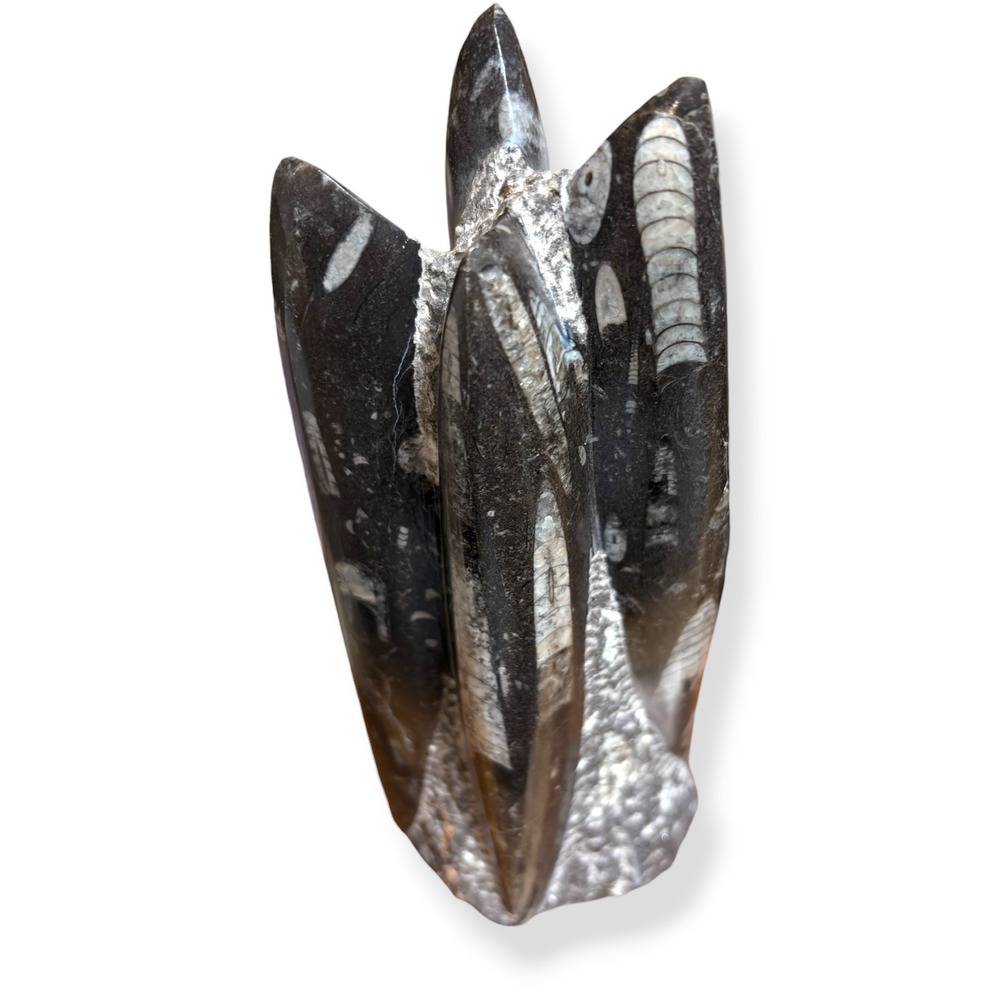 8 Inch Orthoceras Fossil Sculpture Polished Standing Specimen Morocco Black